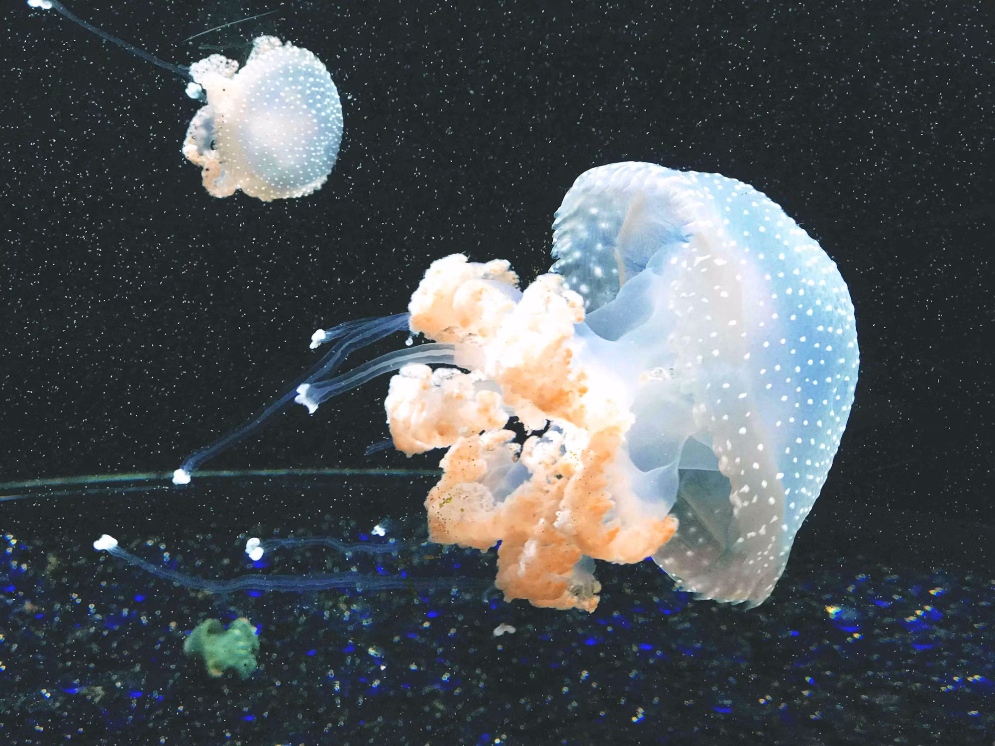 Exploring the Diversity of Coastal Ecosystems: A Traveler’s Guide